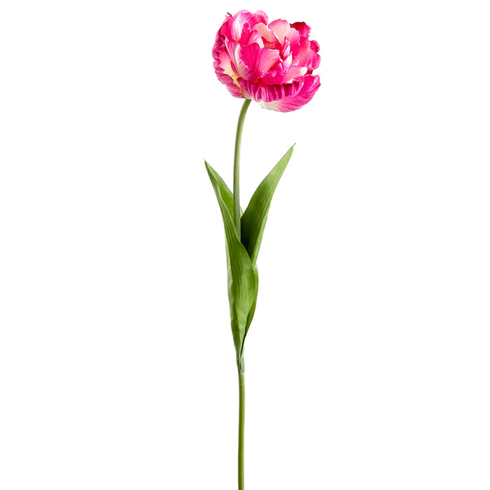 26" Silk Parrot Tulip Flower Stem -Fuchsia/Cream (pack of 12) - FST255-FU/CR