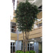 12' CUSTOM MADE Commercial Artificial Ficus Tree w/Pot -Green - G12