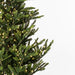 7'6"Hx56"W PE Alberta Spruce Artificial Christmas Tree, LED Pre-Lit -Green - G160276LED