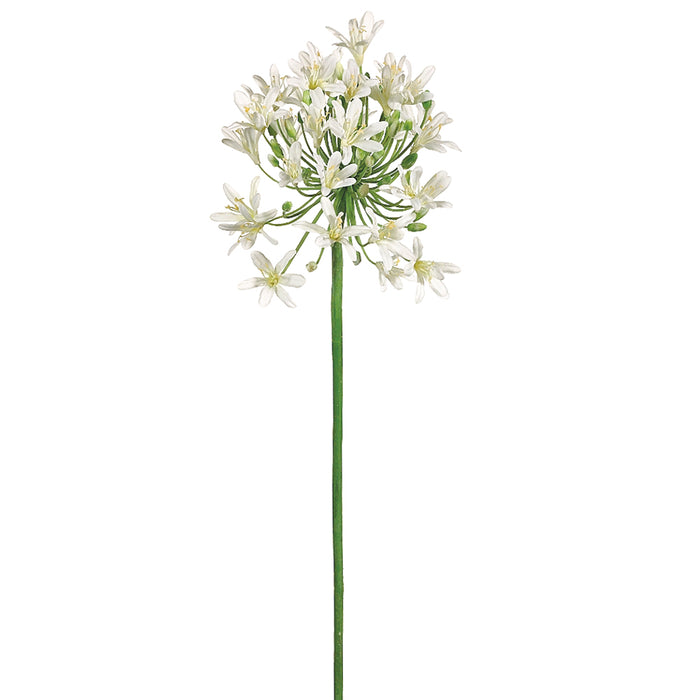 36" Silk Agapanthus Flower Spray -Cream (pack of 6) - GTA191-CR