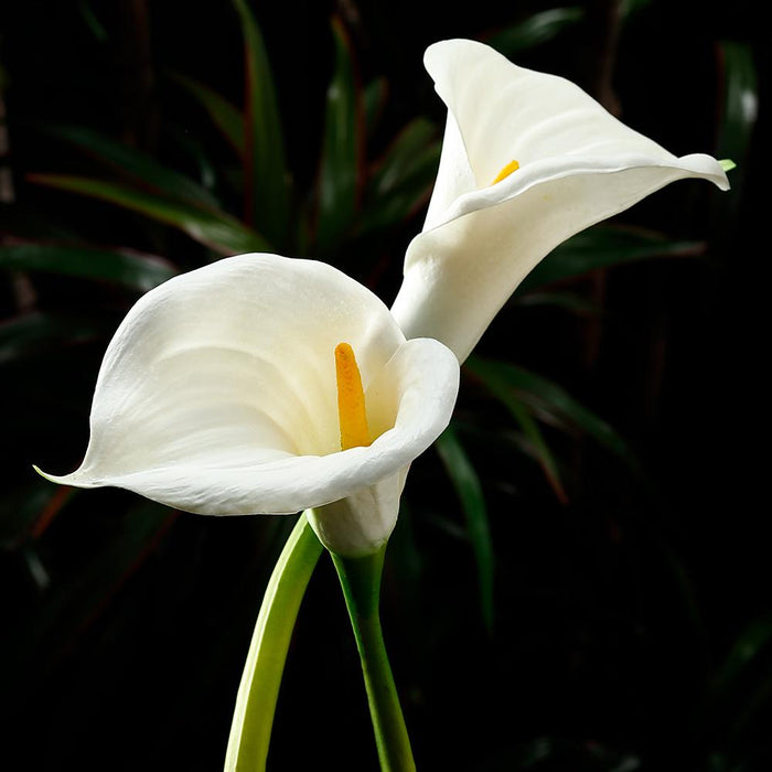 34" Silk Jumbo Calla Lily Flower Spray -White (Pack of 12) - GTL086-WH
