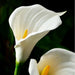 34" Silk Jumbo Calla Lily Flower Spray -White (Pack of 12) - GTL086-WH