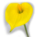 33" Silk Jumbo Calla Lily Flower Spray -Yellow (Pack of 12) - GTL086-YE
