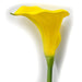 33" Silk Jumbo Calla Lily Flower Spray -Yellow (Pack of 12) - GTL086-YE