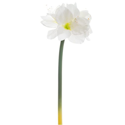 27" Handwrapped Silk Amaryllis Flower Spray -White (pack of 12) - HSA006-WH
