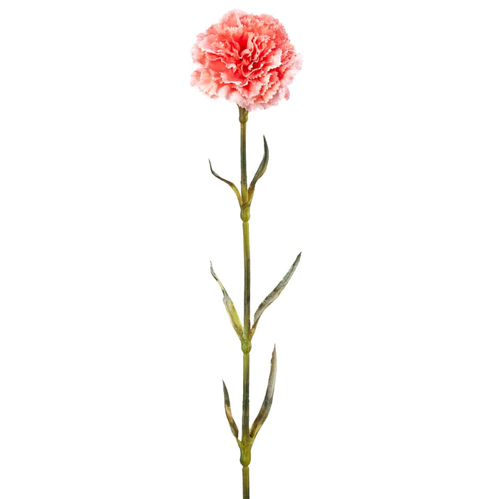 Carnation Standard 25 stem bu.