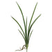 20" Silk Cymbidium Orchid Leaf Plant Stem -Green (pack of 12) - HSL393-GR
