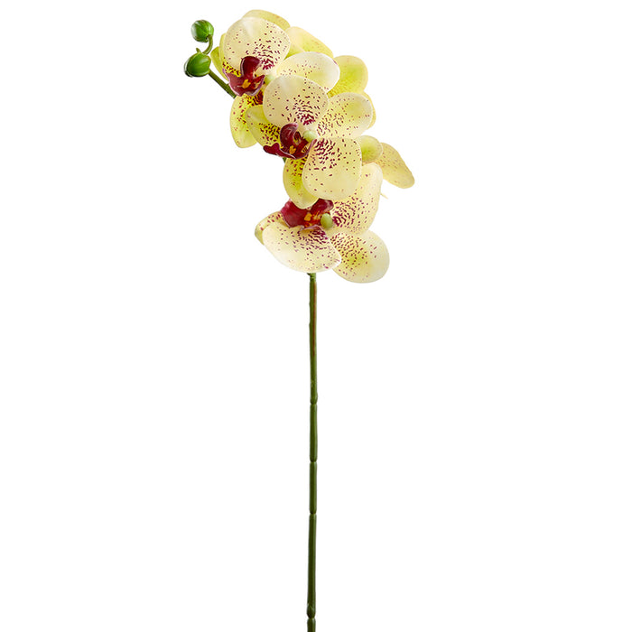 23.5" Small Silk Phalaenopsis Orchid Flower Stem -Yellow/Burgundy (pack of 12) - HSO175-YE/BU