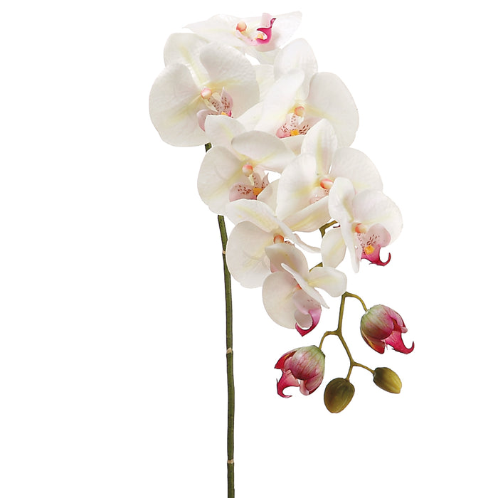 31" Handwrapped Silk Phalaenopsis Orchid Flower Spray -Cream/Rubrum (pack of 6) - HSO471-CR/RB