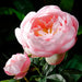 27" Handwrapped Silk Peony Flower Spray -Pink (pack of 12) - HSP235-PK