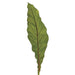 19" Silk Bird's Nest Fern Leaf Stem -Green (pack of 12) - JTL168-GR
