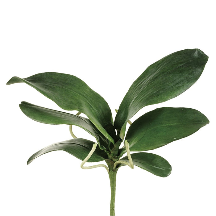 15" Silk Large Phalaenopsis Orchid Leaf Plant Stem -Green (pack of 6) - JYL125-GR