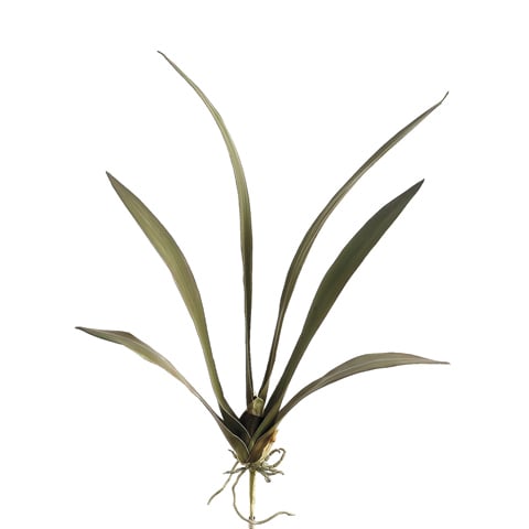 32" Silk Oncidium Orchid Leaf Plant Stem -Green/Rust (pack of 12) - JYL820-GR/RU