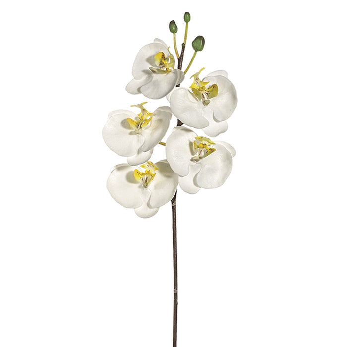 36" Handwrapped Silk Phalaenopsis Orchid Flower Spray -Cream/White (pack of 6) - JYO371-CR/WH