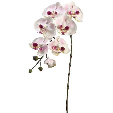 36" Handwrapped Silk Large Phalaenopsis Orchid Flower Spray -Cream/Mauve (pack of 6) - JYO783-CR/MV