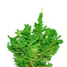 4'6"Hx24"W Flocked Slim Fir Artificial Christmas Tree, LED Pre-Lit (Lime) -Lime - K168548LED