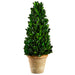 13.3" Preserved Boxwood Cone-Shaped Topiary w/Clay Pot -Green (pack of 3) - KPB114-GR