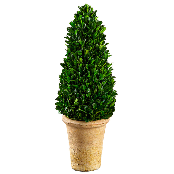 16.5" Preserved Boxwood Cone-Shaped Topiary w/Clay Pot -Green - KPB115-GR