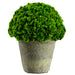 6.3" Preserved Moss Ball-Shaped Topiary w/Clay Pot -Green (pack of 3) - KPM178-GR