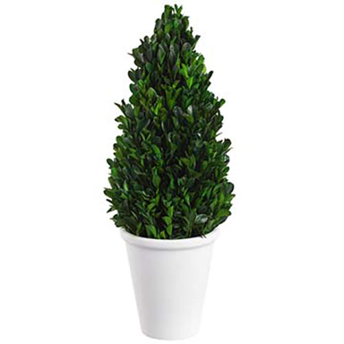 16.5" Preserved Boxwood Cone-Shaped Topiary w/Pot -Green - KRB103-GR