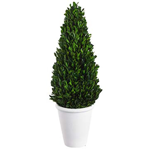 21" Preserved Boxwood Cone-Shaped Topiary w/Pot -Green - KRB104-GR