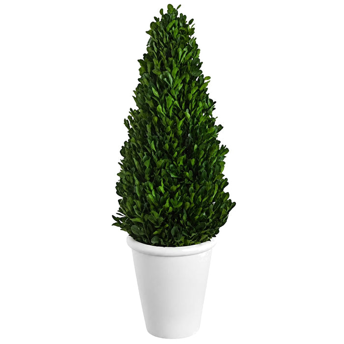 21" Preserved Boxwood Cone-Shaped Topiary w/Pot -Green - KRB104-GR