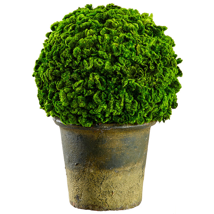 9.8" Preserved Celosia Ball-Shaped Topiary w/Pot -Green - KRC140-GR