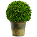 9.8" Preserved Celosia Ball-Shaped Topiary w/Pot -Green - KRC140-GR