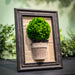 9.7"Hx7.6"W Preserved Celosia Ball-Shaped Topiary w/Pot In Frame -Green/Brown (pack of 5) - KZC523-GR/BR