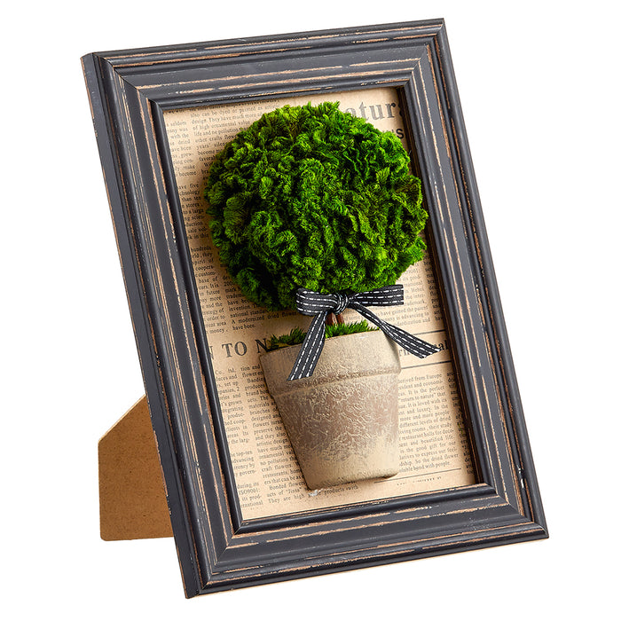 9.7"Hx7.6"W Preserved Celosia Ball-Shaped Topiary w/Pot In Frame -Green/Brown (pack of 5) - KZC523-GR/BR
