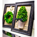 9.7"Hx7.6"W Preserved Celosia Wreath-Shaped Topiary w/Pot In Frame -Green/Brown (pack of 5) - KZX570-GR/BR