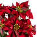 18" Silk Poinsettia Flower Bush -Red (Pack of 6) - L225918