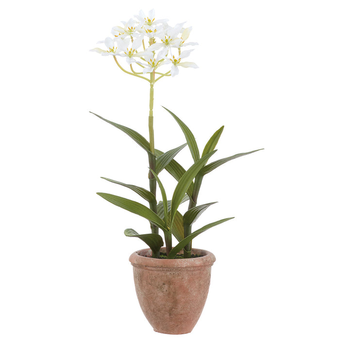 14.5" Agapanthus Silk Flower Arrangement w/Terra Cotta Pot -White (Pack of 6) - LFA015-WH