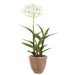 14.5" Agapanthus Silk Flower Arrangement w/Terra Cotta Pot -White (Pack of 6) - LFA015-WH
