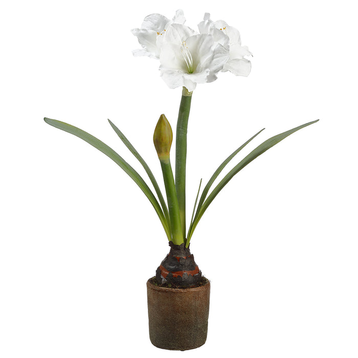 27.5" Silk Amaryllis With Bulb Flower Arrangement w/Cement Pot -White (pack of 2) - LFA042-WH
