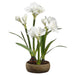 29.5" Silk Amaryllis With Bulb Flower Arrangement w/Cement Pot -Pink (pack of 2) - LFA047-WH