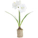 20.5" Amaryllis With Bulb Silk Flower Arrangement w/Basket -White (Pack of 4) - LFA205-WH
