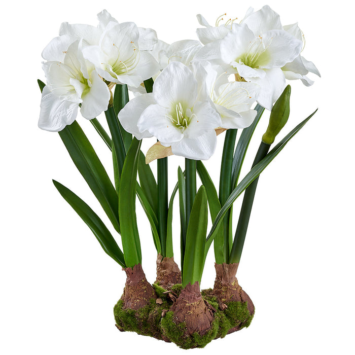 22" Standing Amaryllis Silk Flower Arrangement w/Bulb Base -White - LFA718-WH