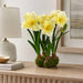 22" Standing Silk Amaryllis Flower Arrangement w/4 Bulb Base -Yellow - LFA718-YE