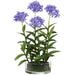 23" Agapanthus Plant Silk Flower Arrangement w/Glass Vase -Blue/Delphinium (Pack of 2) - LFA814-BL/DL