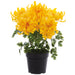 17" Outdoor UV-Resistant Artificial Flowering Chrysanthemum Plant w/Pot -Yellow (Pack of 4) - LFC003-YE