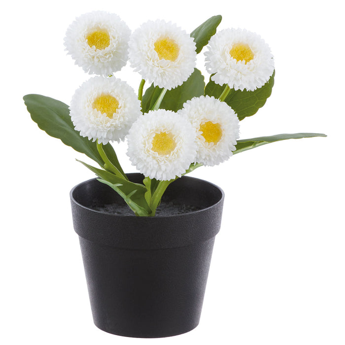 7.5" Daisy Silk Flower Arrangement w/Plastic Pot -White (Pack of 8) - LFD016-WH