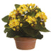 8" Kalanchoe Silk Flower Arrangement -Yellow (pack of 4) - LFK382-YE