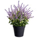 30" Lavender Silk Flower Arrangement w/Plastic Pot -Lavender - LFL476-LV