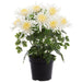 16" Outdoor UV-Resistant Artificial Flowering Mum Plant w/Pot -White (Pack of 4) - LFM004-WH