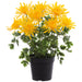 16" Outdoor UV-Resistant Artificial Flowering Mum Plant w/Pot -Yellow (Pack of 4) - LFM004-YE
