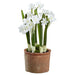 10" Narcissus Daffodil Silk Flower Arrangement w/Clay Pot -White (Pack of 9) - LFN006-WH