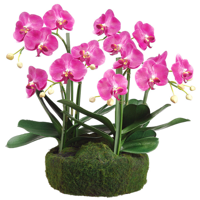 20" Phalaenopsis Orchid Silk Flower Arrangement w/Soil & Moss Base -2 Tone Orchid - LFO002-OC/TT