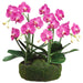 20" Phalaenopsis Orchid Silk Flower Arrangement w/Soil & Moss Base -2 Tone Orchid - LFO002-OC/TT