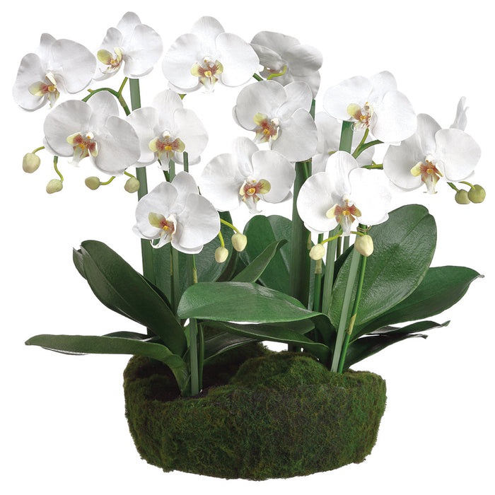 20" Phalaenopis Orchid Silk Flower Arrangement w/Soil & Moss Base -White - LFO002-WH